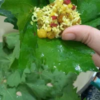 دلمه برگ انگور|خوردنی و آشامیدنی|اهواز, باغ شیخ|دیوار