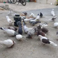 کفتر