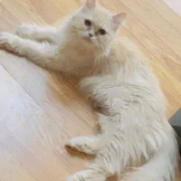 واگذاری گربه