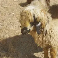 سلام ۳راس کاوه قوچ دو رگ ترکی بختیاری