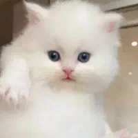 پرشین سفید صورت شامپاینی ۲ماه نیمه|گربه|تهران, گیشا|دیوار