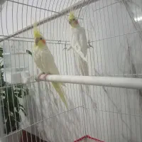 عروس هلندی لوتینو