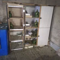 کفتر جفت کنی کفتر|لوازم جانبی حیوانات|رباطکریم, شترخوار|دیوار