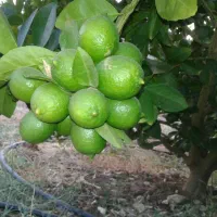 تعداد محدودی نهال مرکبات ،نارنج لیمو و پرتقال