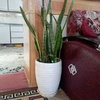 گل سانسوریا دو رنگ