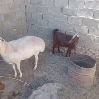 یک عددگوسفندوبز