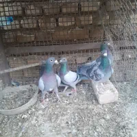 کبوتر پلاکی