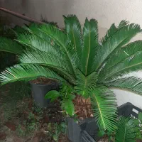 سیکاس.اواکادو.یوکا
