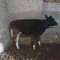 گوساله ماده