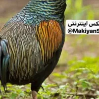 مرغ وخروس زینتی