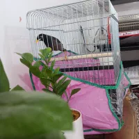 فول اشتی و سخنگو