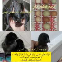 تخم نطفه دار و جوجه نژاد ایام سمانی گوشت سیاه