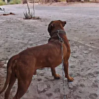 باکسر المانی پیتبول،ژرمن،پامر،پاکوتاه،مالینویز|سگ|کرمان, |دیوار