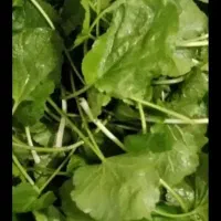 چوچاق و پونه در تالش تمیز و پاک شده خشک|خوردنی و آشامیدنی|حویق, |دیوار