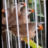 فنچ کرواتی اهوی