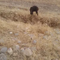 ۳تا میش لری ۳تا بره