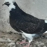 کبوتر شازده|پرنده|گرگان, |دیوار