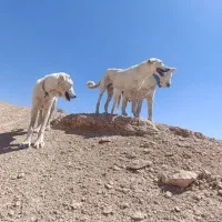 واگزاری دوتا سگ با ارزش یکی نر یکی ماده|سگ|مهربان, |دیوار