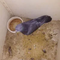 فروش کبوترنرپرشی