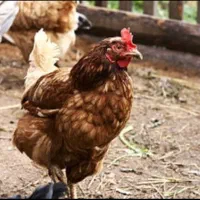 فروش مرغ رسمی