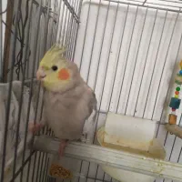 عروس هلندی ماده|پرنده|بروجرد, |دیوار