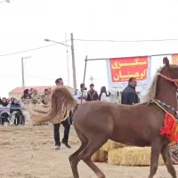 کره مادیون یکسرعرب|اسب و تجهیزات اسب‌سواری|یزد, |دیوار