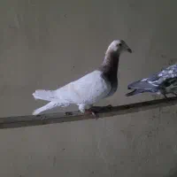کفتر رنگی سار پرستوی پلاکی