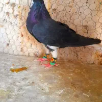 سوسکی زاغ سار پلنگ کرمونی دمسفیدشاخدارساده شیرازی|پرنده|تربتحیدریه, یحیی آباد|دیوار