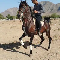 سیلمی کورد|اسب و تجهیزات اسب‌سواری|نطنز, |دیوار