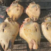 کله پاچه و شکمه (سیرابی) روده چربه گوسفندی