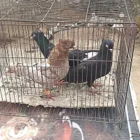 کبوتر|پرنده|مسجد سلیمان, |دیوار