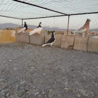 شهری کبوتر|پرنده|فسا, |دیوار