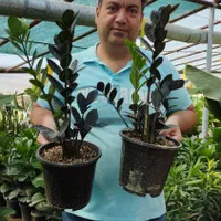 زامیفولیا بلک