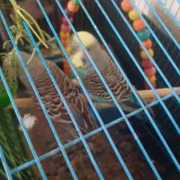 فروش مرغ عشق و طوطی برزیلی و کبوتر همه دستی