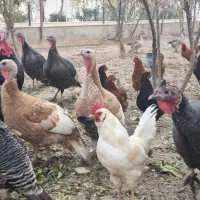 غاز ،بوقلمون،مرغ ویروس و جوجه رسمی