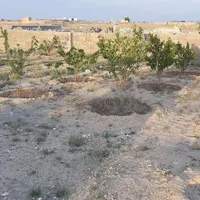 زمین باغی امین آباد
