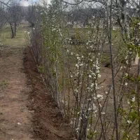 نهال دوساله مینداب