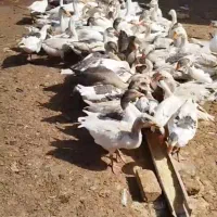 غاز