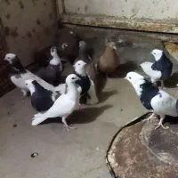 کفتر رنگه|پرنده|سبزوار, جهاد کشاورزی|دیوار