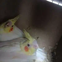 عروس هلندی لوتینو زعفرانی سرلاکی|پرنده|ایرانشهر, |دیوار