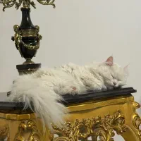 گربه پرشین کلاسیک