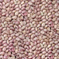 فروش لوبیا چیتی ارگانیگ