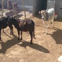 فروش گوساله ماده داشتی و پروار