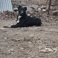 سگ جوان نر|سگ|ازنا, |دیوار