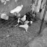 سلام تعداد ۹ عدد کفترگردن کلفت|پرنده|مشهد, چهاربرج|دیوار