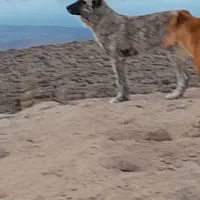 سگ فروشی|سگ|شیروان (خراسان), |دیوار