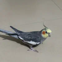 عروس هلندی نر و ماده