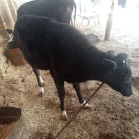 دو عدد گاو|حیوانات مزرعه|دهدشت, |دیوار