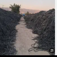 نوار طیف