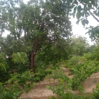 فروش باغ ویلا ۱۰۰۰ متری|فروش خانه و ویلا|تیران, |دیوار